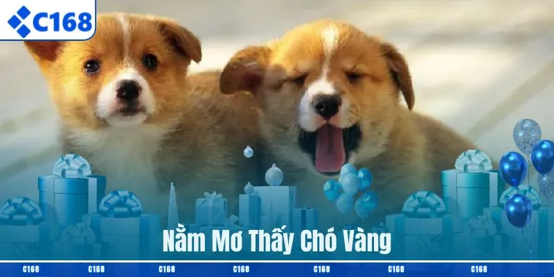 Nằm Mơ Thấy Chó Vàng